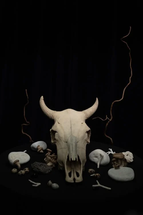 Ethically Sourced Cow Skull